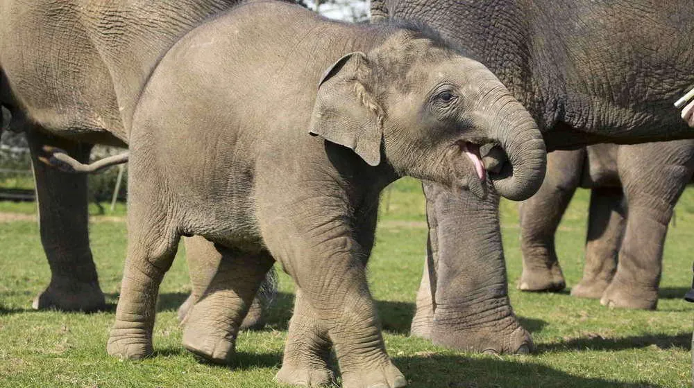 Baby elephant amongst its herd at the zoo.