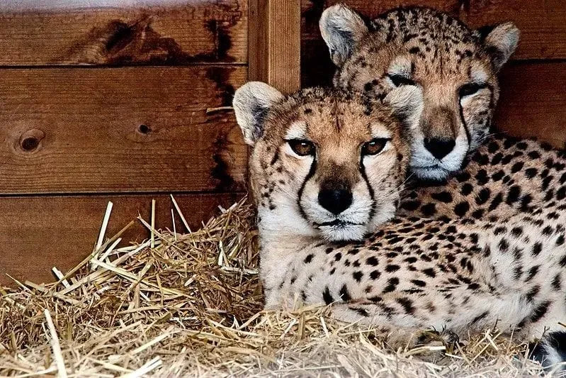 Two cheetahs lying in a pen at the zoo.