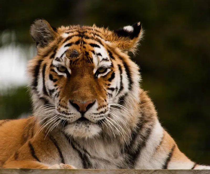 A tiger lying down at Whipsnade Zoo.
