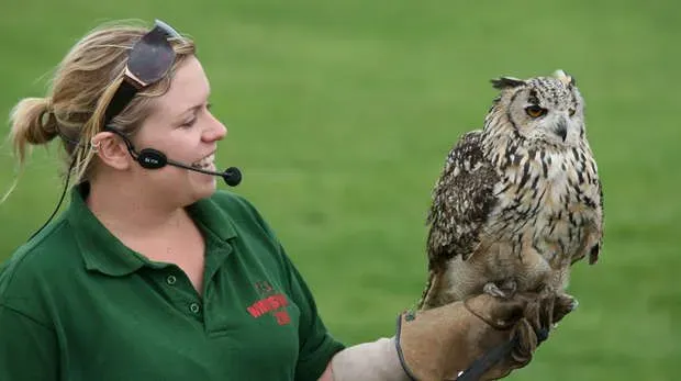 Zookeeper holding an owl during a demonstration.
