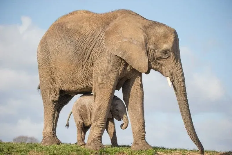 A baby elephant and its mother at Howletts Wild Animal Park.