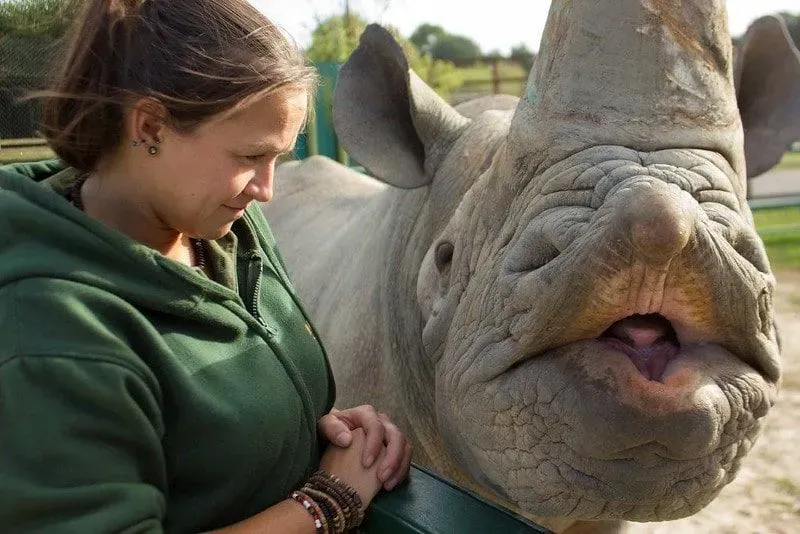A black rhino being cared for by a keeper at Howletts Wild Animal Park.