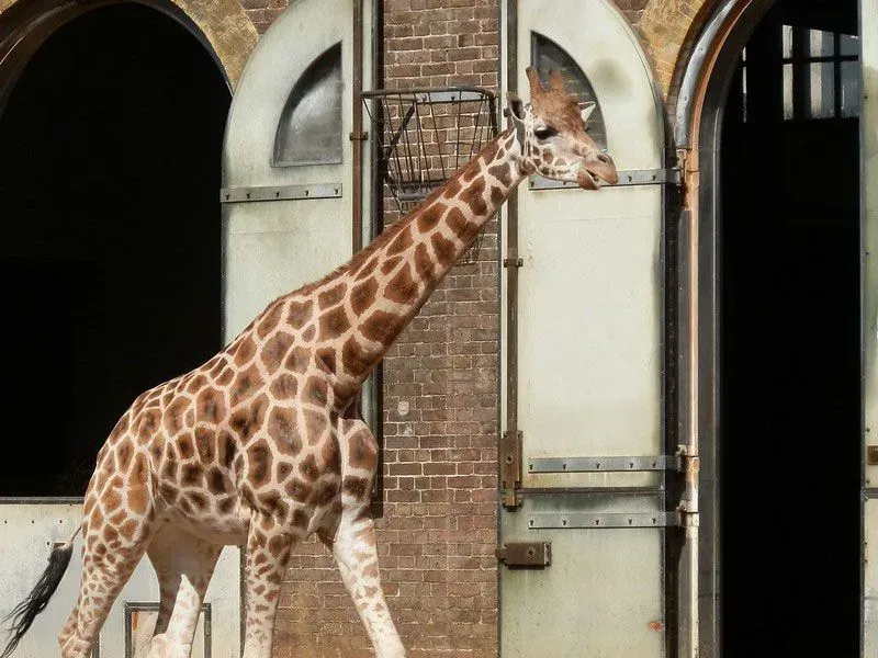 A giraffe roaming at the London Zoo.
