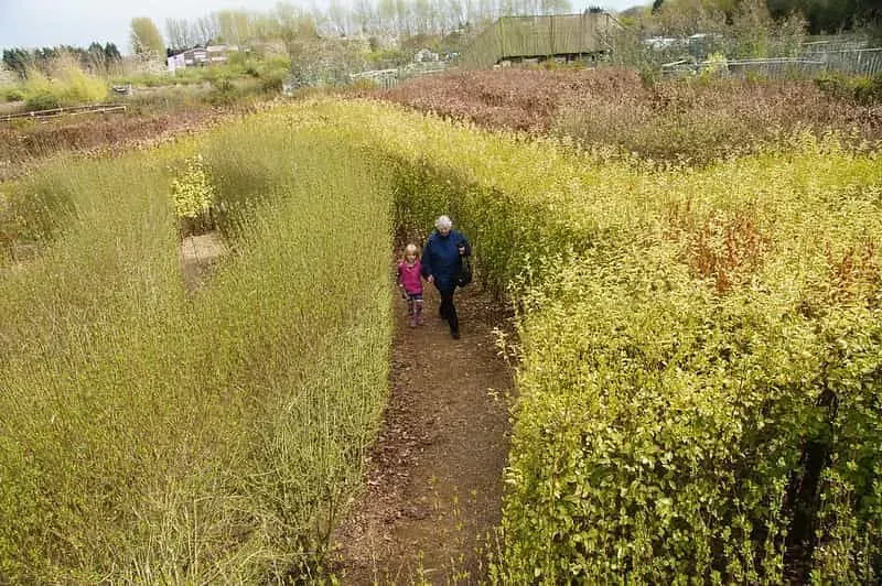 A young girl and her grandmother exploring the hedge maze.