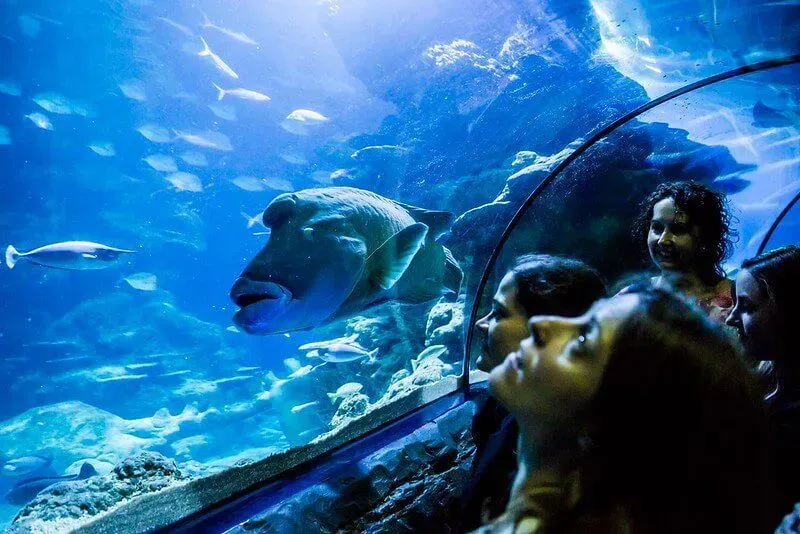 People stood in a tunnel at London's Sea Life Centre looking up at the fish.