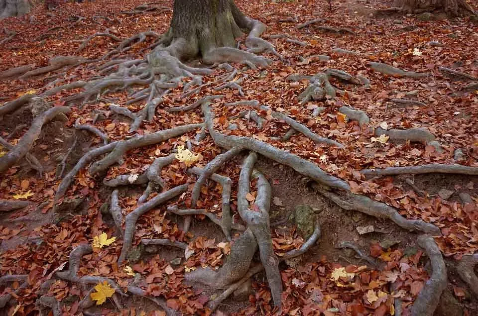 Leaves fall, branches break, but roots stay. In the same way, our core values should stay intact.