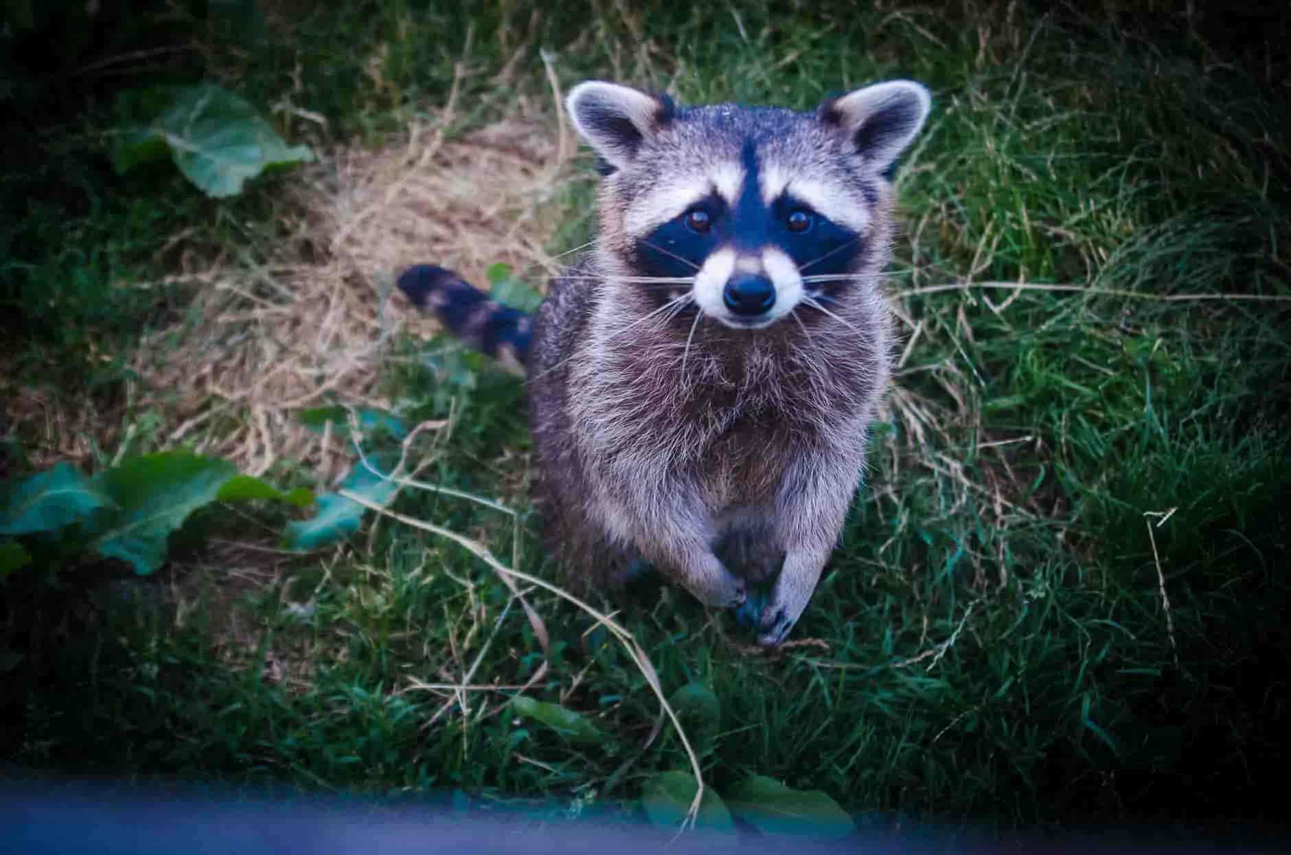 Rocket Raccoon from the MCU movies was inspired by a real-life Raccoon