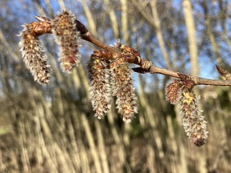 How many different types of catkin flower clusters can you spot dangling from trees?