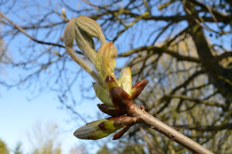 Many trees come into bud during April, including the horse chestnut.