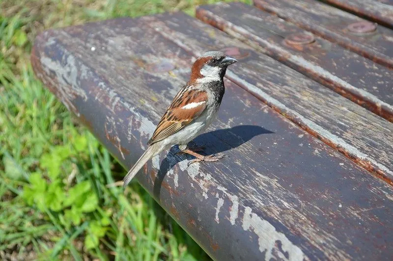 20 March is World Sparrow Day.