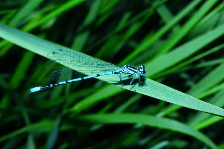 Dragonfly quotes can help you connect to nature.