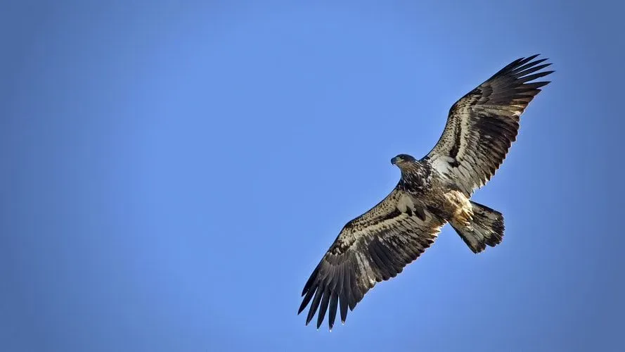 Eagles are one of nature's most fascinating creatures.