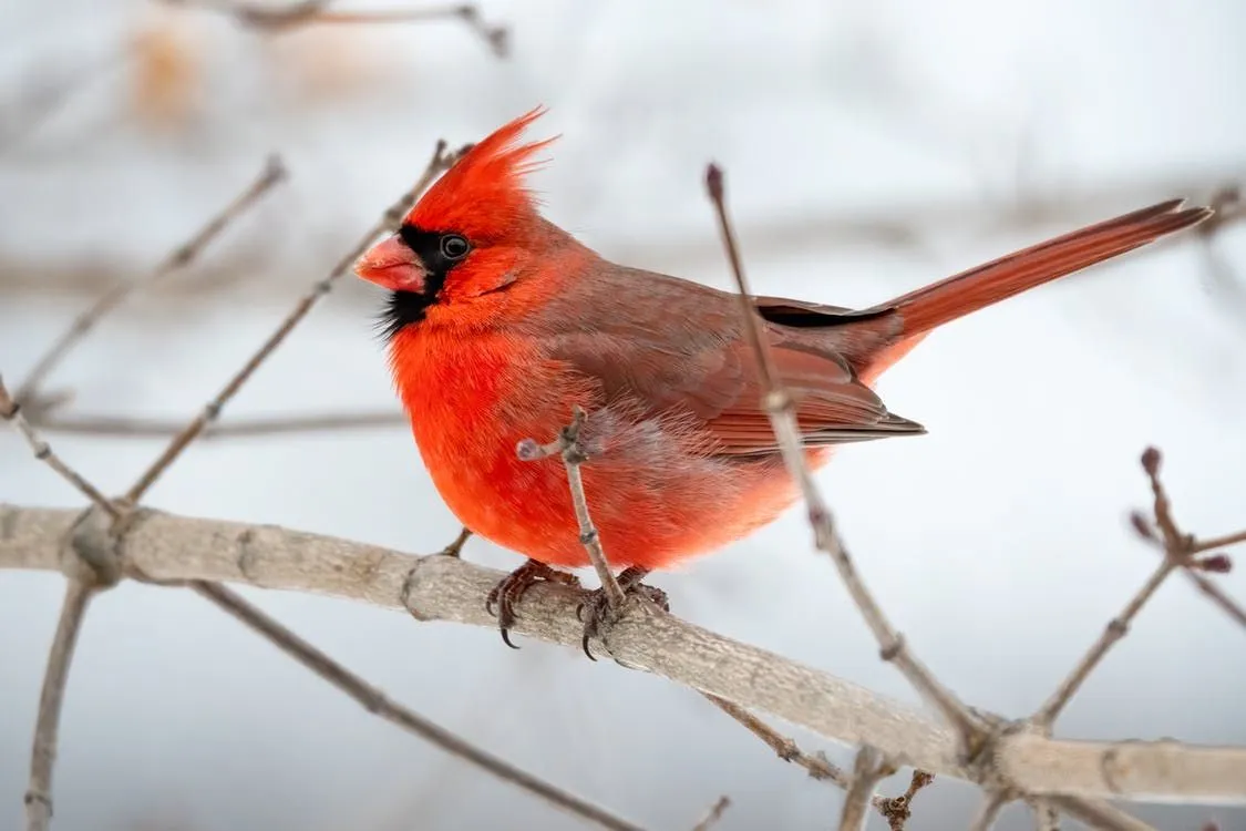 Cardinal birds are red-colored in appearance.