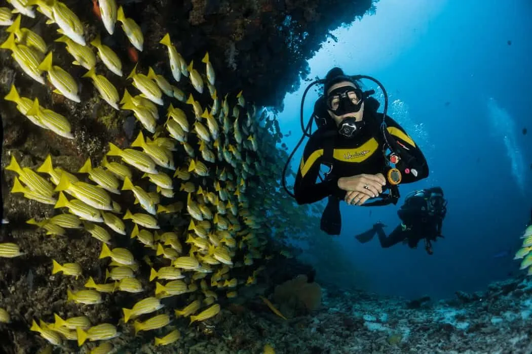 100 Best Diver Quotes For Those Who Love The Ocean | Kidadl