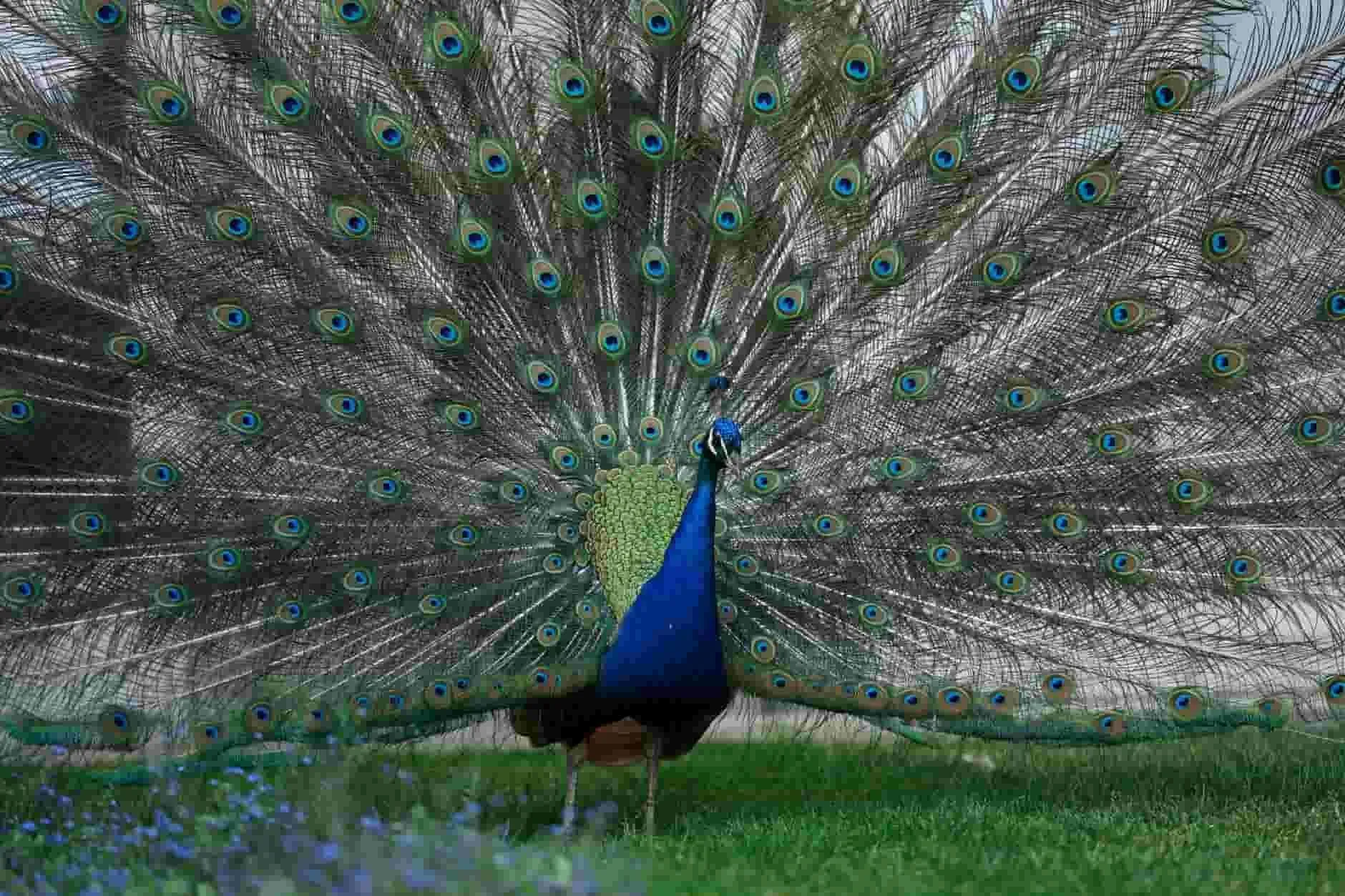 The peacock is a beautiful bird that is also the national bird of India.