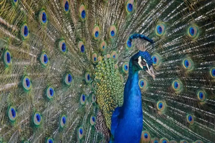 To many, peacocks are inspirational birds.