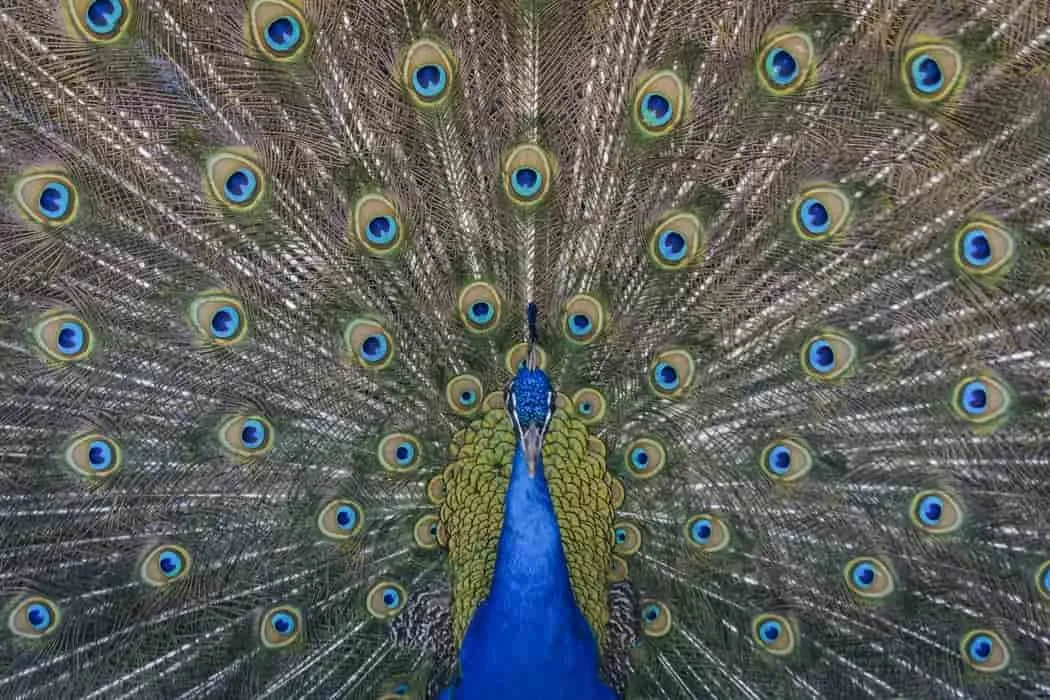 Peacock quotes discuss leadership, beauty, sophistication, love, and pride.