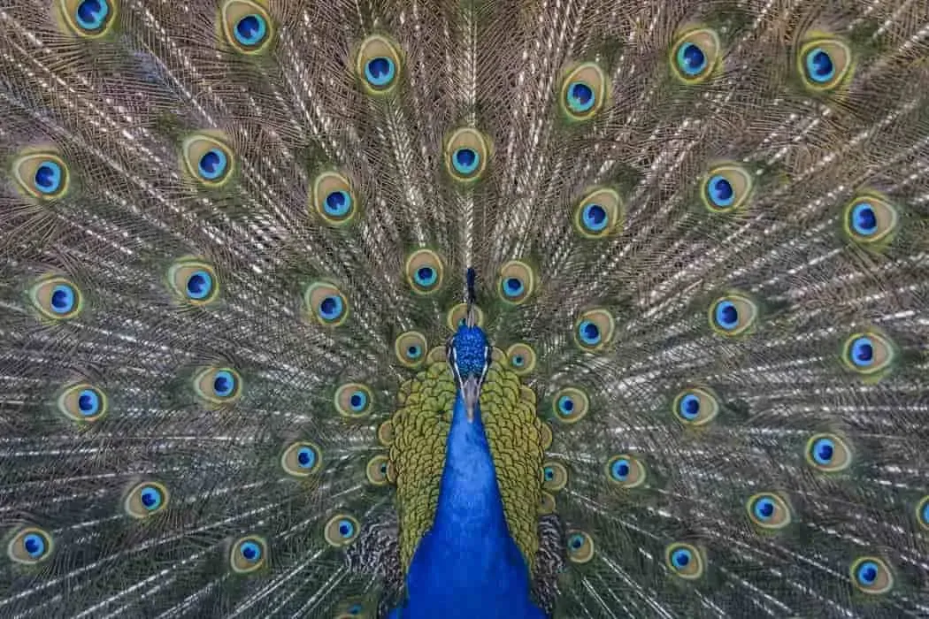 Peacock quotes discuss leadership, beauty, sophistication, love, and pride.