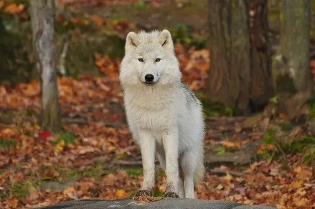 There are very few animals that are mysterious yet beautiful like the wolf.