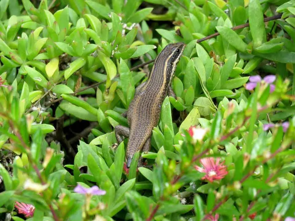 Find fun and amazing Common Garden Skinks facts for kids here.