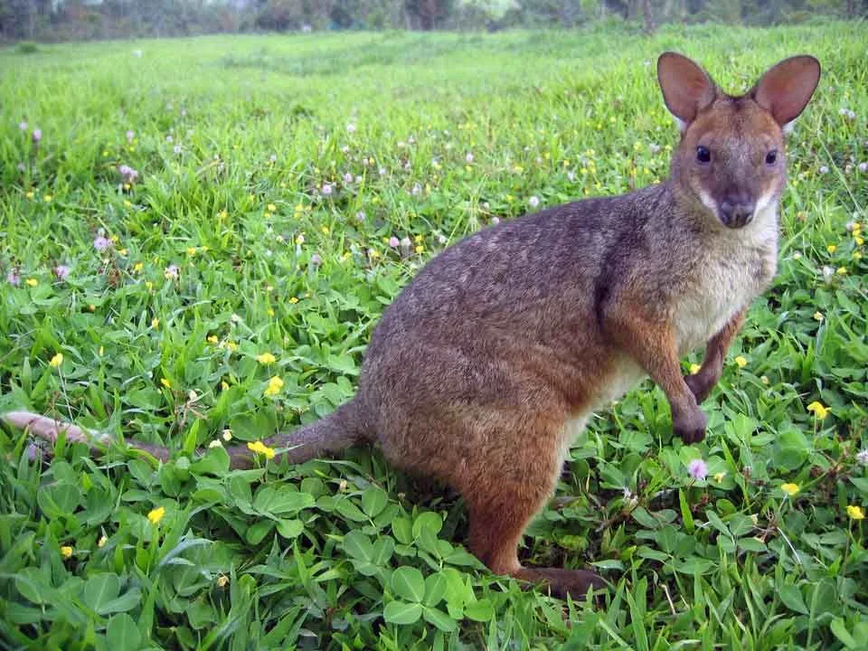 Pademelon Facts are a great way to get to know more about this cousin of the kangaroo and wallaby
