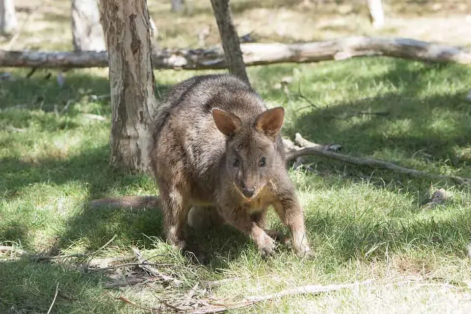Pademelon are shy but curious animals
