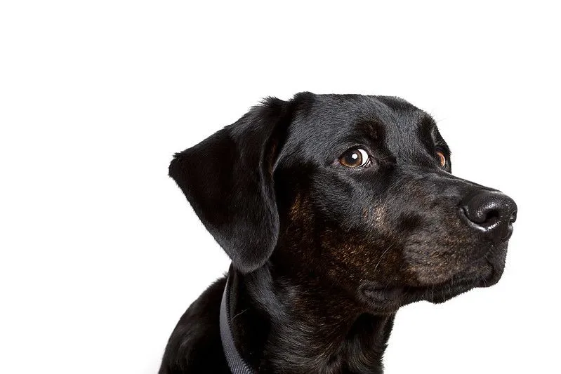 The Rottweiler and Labrador retriever mix dog breed is cute.