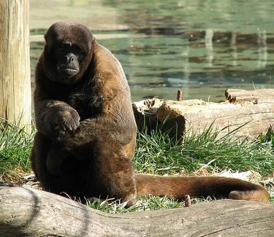 The woolly monkey has its natural habitat in the wild Amazon forests and is a large primate.