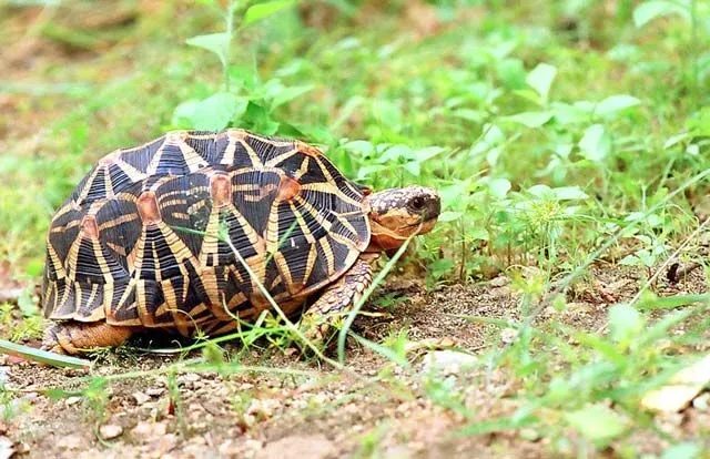 The Indian star tortoise is a species that lives in a warm, humid temperature.