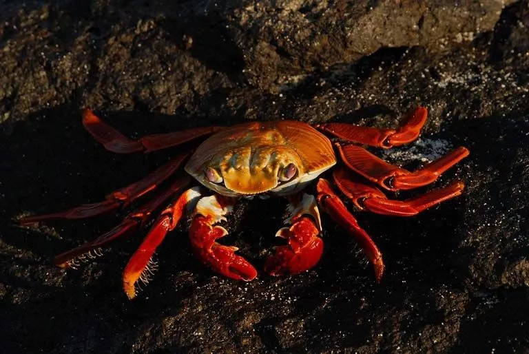 Sally lightfoot crabs gather in large numbers around shallow water.