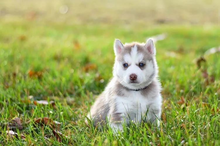 Miniature Huskies are small, adorable versions of the Siberian Husky, bred to be a domestic pet.