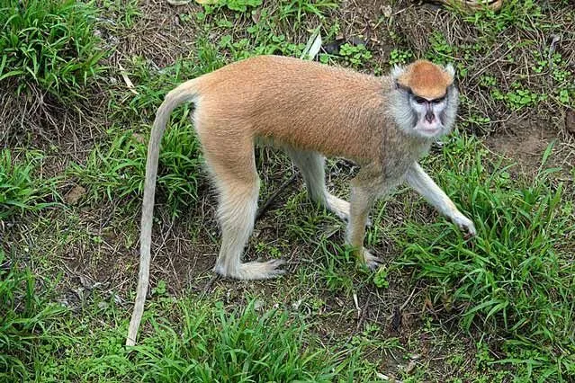 Patas monkey facts about some of the most sociable primates around