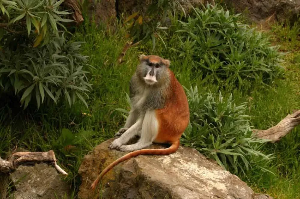The patas monkey was nearing endangerment but now has a Least Concern conservation status.