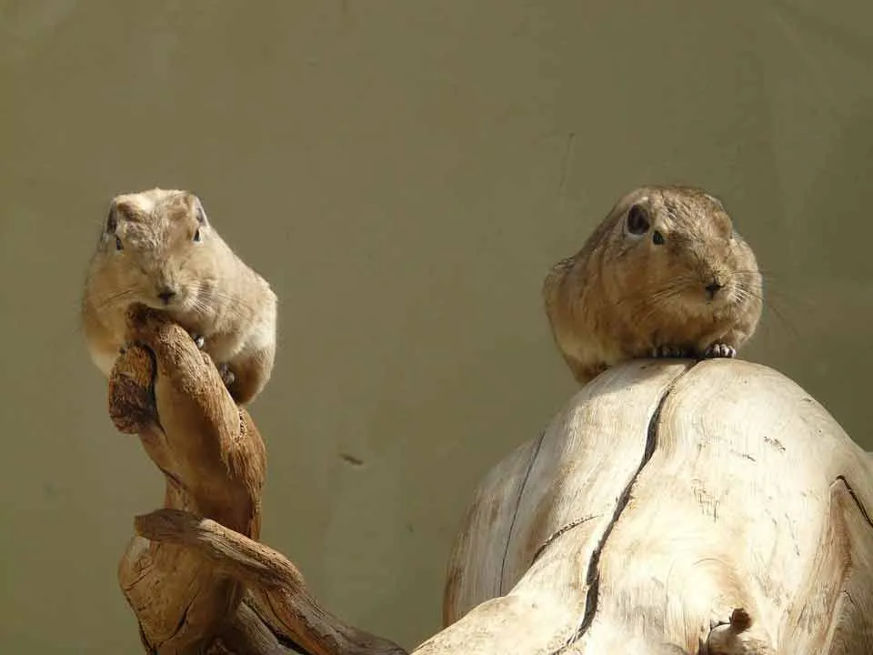 Gundi can be found in North African deserts.