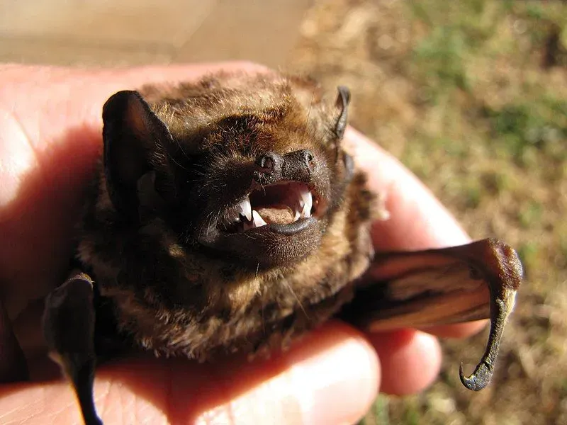 Hoary bat is one of the rarest north American bat species.