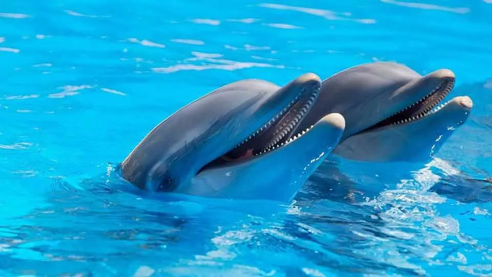 Dolphins like to bow ride where they play with waves formed by ships or boats.
