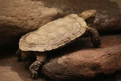 Pancake tortoise are now being captive bred in European zoos.