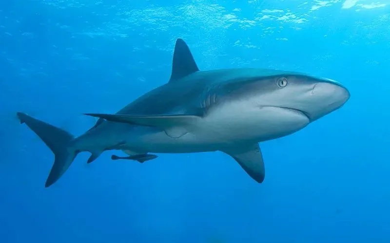(Caribbean reef shark eats other sea animals as its food