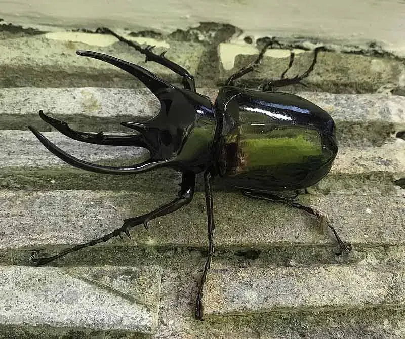 Horned Atlas beetle is primarily found in Malaysia.