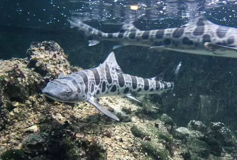 Zebra shark is primarily found near the seafloor.
