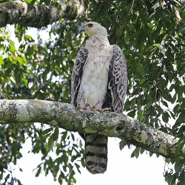 Crowned eagle is a prominent bird of prey.
