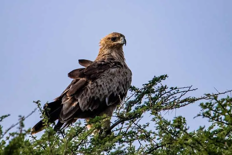 African crowned eagle facts about the powerful bird of prey