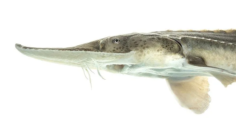 The species pallid sturgeon is facing Endangered status.