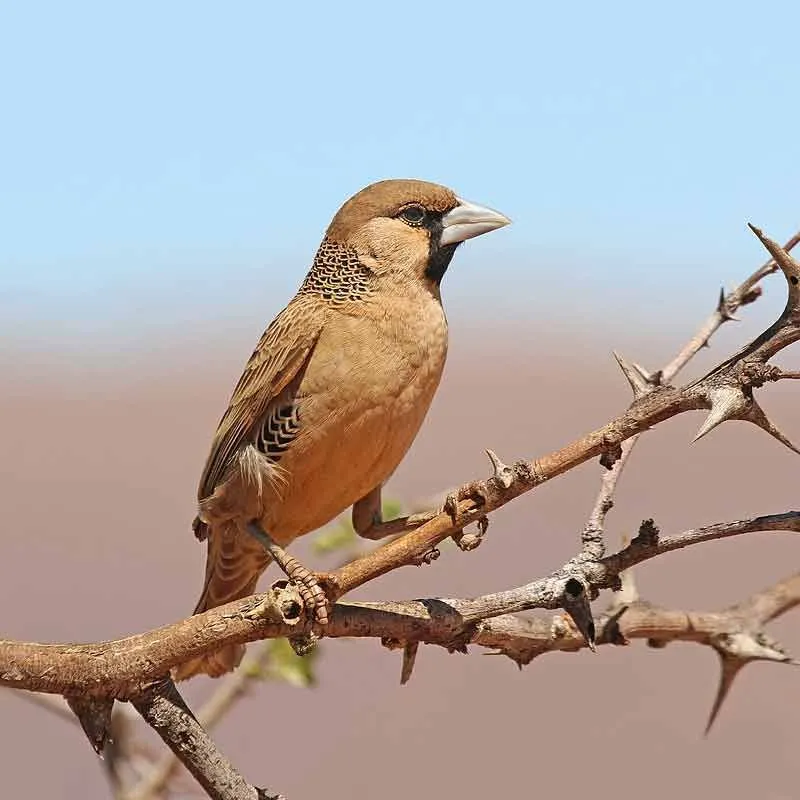 The sociable weaver inhabits Namibia, Botswana, and parts of South Africa.