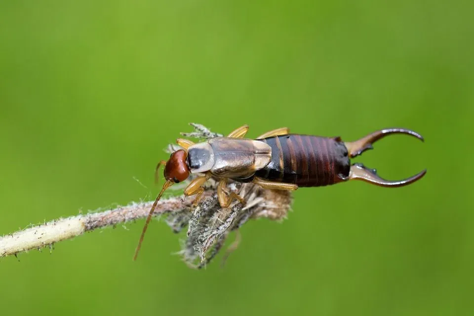 Earwigs are found living under piles of leaves in the garden.