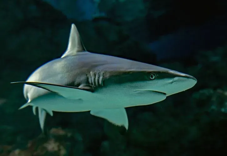 A gray reef shark is also known as a bronze whaler shark.