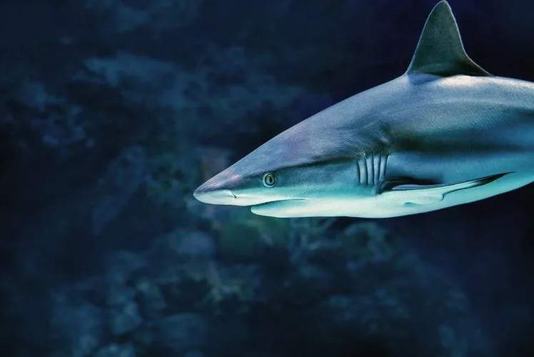 Fun Grey Reef Shark Facts For Kids