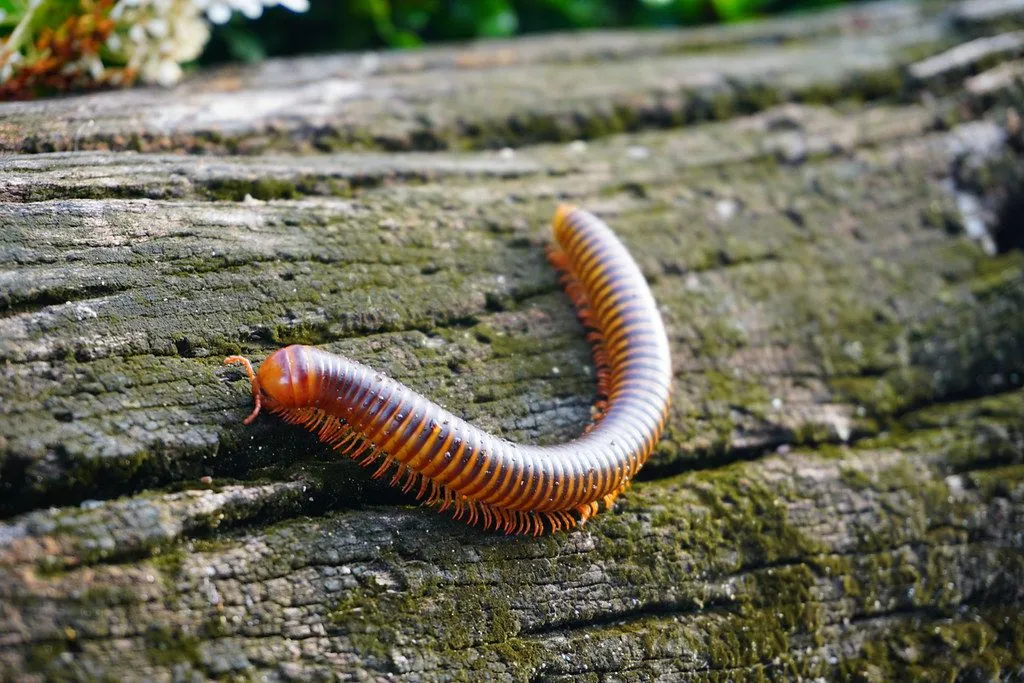 Giant African millipede is the largest extant species of millipede.