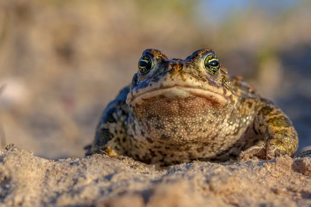 Did You Know? Incredible Natterjack Toad Facts