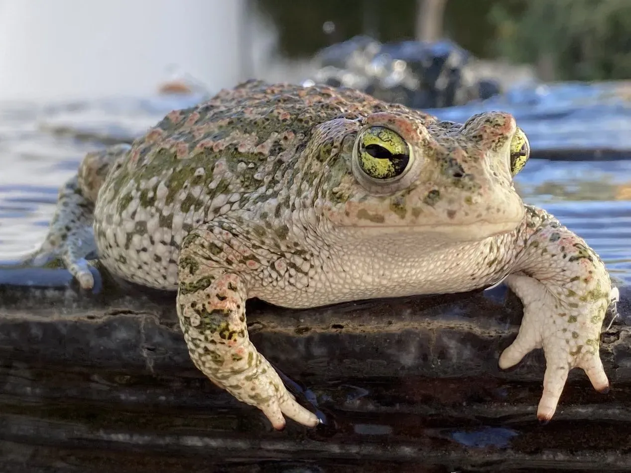 The natterjack toad is one of the rarest species in toad/tadpoles.